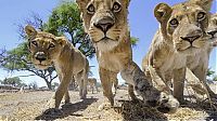 Fauna & Flora: Close lions photos by Chris McLennan, Botswana