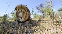 Fauna & Flora: Close lions photos by Chris McLennan, Botswana