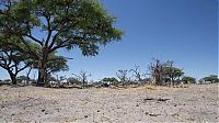 Fauna & Flora: Close lions photos by Chris McLennan, Botswana