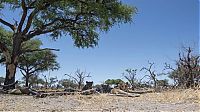 Fauna & Flora: Close lions photos by Chris McLennan, Botswana