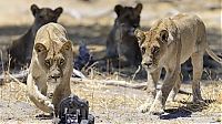 Fauna & Flora: Close lions photos by Chris McLennan, Botswana