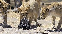 Fauna & Flora: Close lions photos by Chris McLennan, Botswana