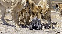 Fauna & Flora: Close lions photos by Chris McLennan, Botswana