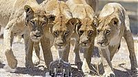 Fauna & Flora: Close lions photos by Chris McLennan, Botswana