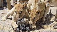 Fauna & Flora: Close lions photos by Chris McLennan, Botswana