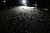 TopRq.com search results: saving baby turtles, rescue operation