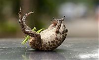 Fauna & Flora: toad tickled by a praying mantis