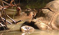 Fauna & Flora: orphan hippo with a 130 years old tortoise