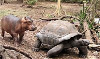 TopRq.com search results: orphan hippo with a 130 years old tortoise