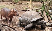 Fauna & Flora: orphan hippo with a 130 years old tortoise