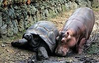 TopRq.com search results: orphan hippo with a 130 years old tortoise