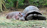 TopRq.com search results: orphan hippo with a 130 years old tortoise