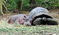 Fauna & Flora: orphan hippo with a 130 years old tortoise