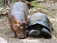 Fauna & Flora: orphan hippo with a 130 years old tortoise