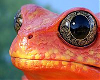 animal photography