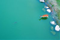 animal photography