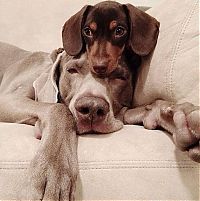TopRq.com search results: two dogs friends