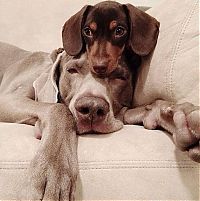 Fauna & Flora: two dogs friends