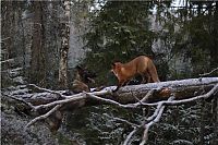 Fauna & Flora: fox with a dog