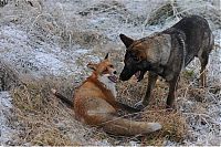 Fauna & Flora: fox with a dog