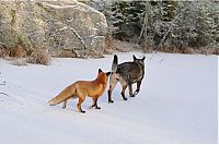 Fauna & Flora: fox with a dog