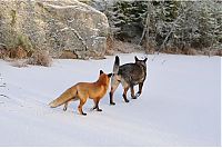 TopRq.com search results: fox with a dog