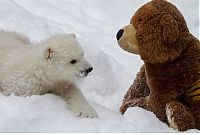 Fauna & Flora: polar bear cub with a teddy bear