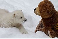 TopRq.com search results: polar bear cub with a teddy bear