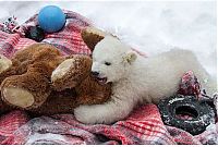 Fauna & Flora: polar bear cub with a teddy bear