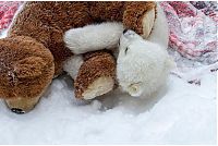 Fauna & Flora: polar bear cub with a teddy bear