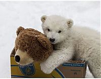 Fauna & Flora: polar bear cub with a teddy bear