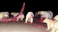 Fauna & Flora: Polar bears eating a dead whale, Alaska, United States