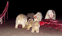 TopRq.com search results: Polar bears eating a dead whale, Alaska, United States