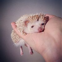 Fauna & Flora: darcy the cute hedgehog