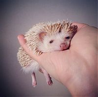 TopRq.com search results: darcy the cute hedgehog