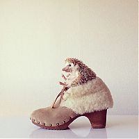 Fauna & Flora: darcy the cute hedgehog