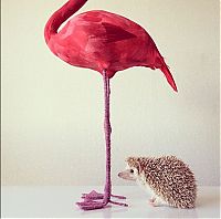 TopRq.com search results: darcy the cute hedgehog