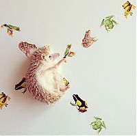 TopRq.com search results: darcy the cute hedgehog