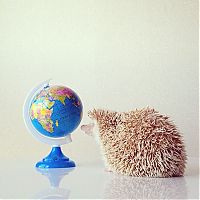 Fauna & Flora: darcy the cute hedgehog