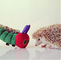 TopRq.com search results: darcy the cute hedgehog