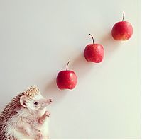 TopRq.com search results: darcy the cute hedgehog