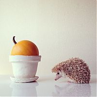 TopRq.com search results: darcy the cute hedgehog