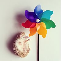 Fauna & Flora: darcy the cute hedgehog