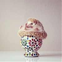 TopRq.com search results: darcy the cute hedgehog