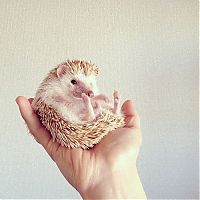 Fauna & Flora: darcy the cute hedgehog