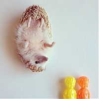 TopRq.com search results: darcy the cute hedgehog