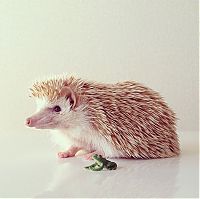 Fauna & Flora: darcy the cute hedgehog