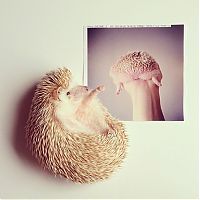 TopRq.com search results: darcy the cute hedgehog