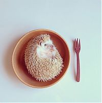 Fauna & Flora: darcy the cute hedgehog