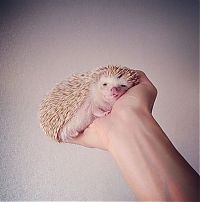 TopRq.com search results: darcy the cute hedgehog